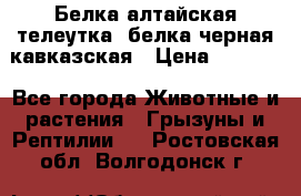 Белка алтайская телеутка, белка черная кавказская › Цена ­ 5 000 - Все города Животные и растения » Грызуны и Рептилии   . Ростовская обл.,Волгодонск г.